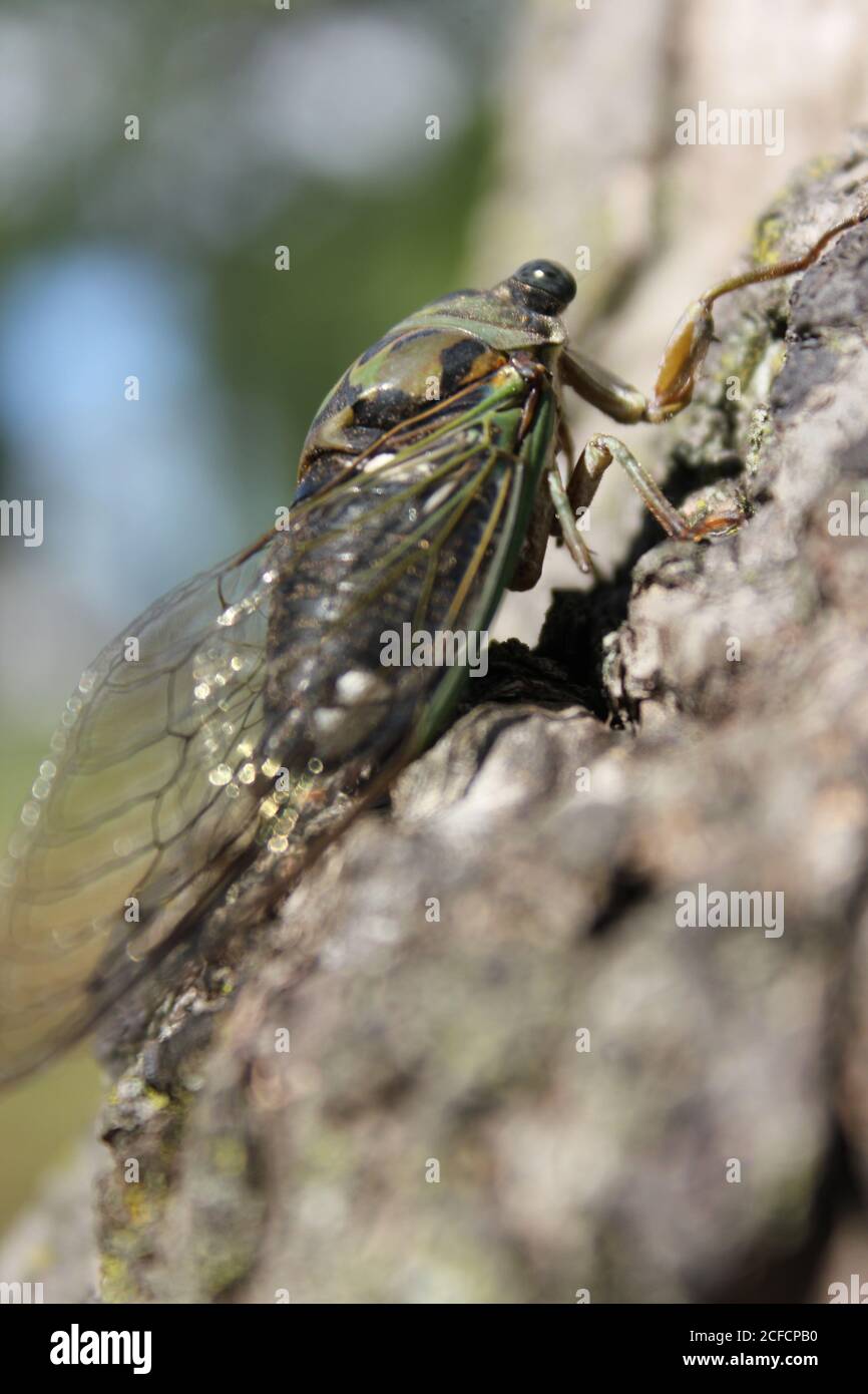 A mature cicada bug, Cicadoidea, Neotibicen linnei, climbing a tree in the meadow. Stock Photo