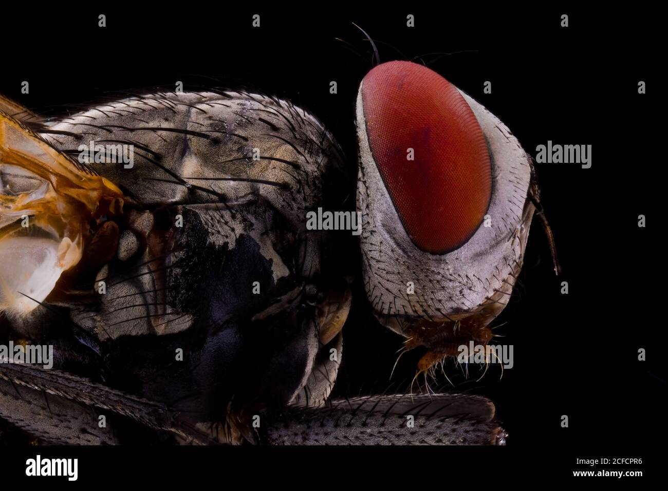 Closeup side view of magnified brown fly with large red eyes and transparent wings Stock Photo