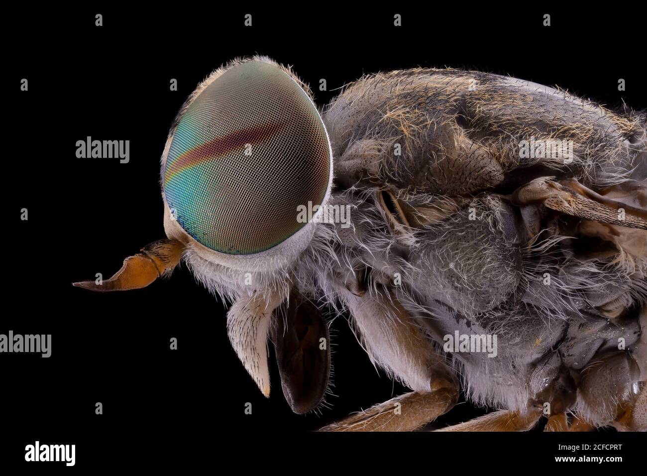 Closeup of magnified grey fluffy head of flying insect with round convex rainbow eyes Stock Photo