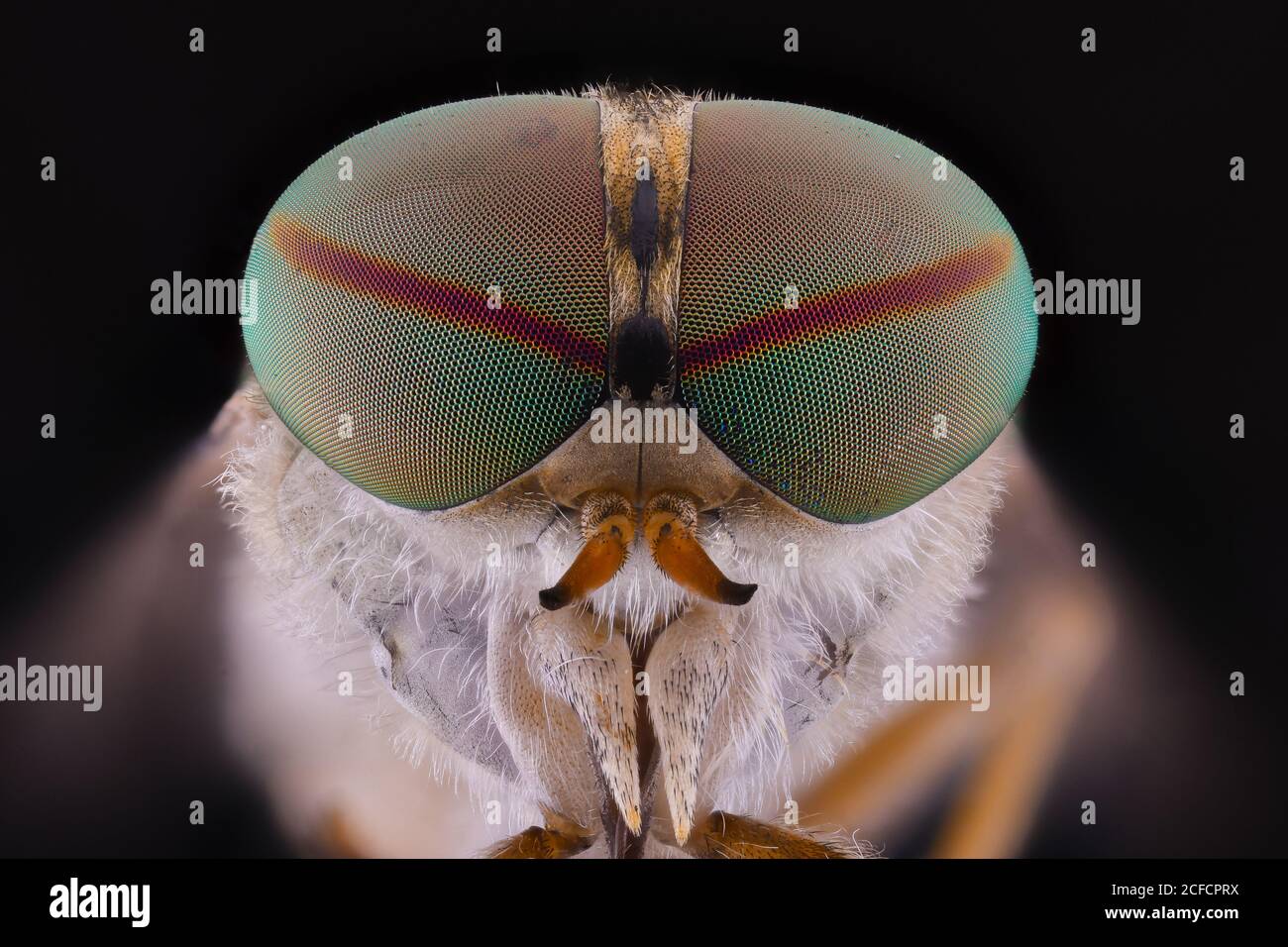 Closeup of magnified grey head of flying insect with round convex green eyes Stock Photo