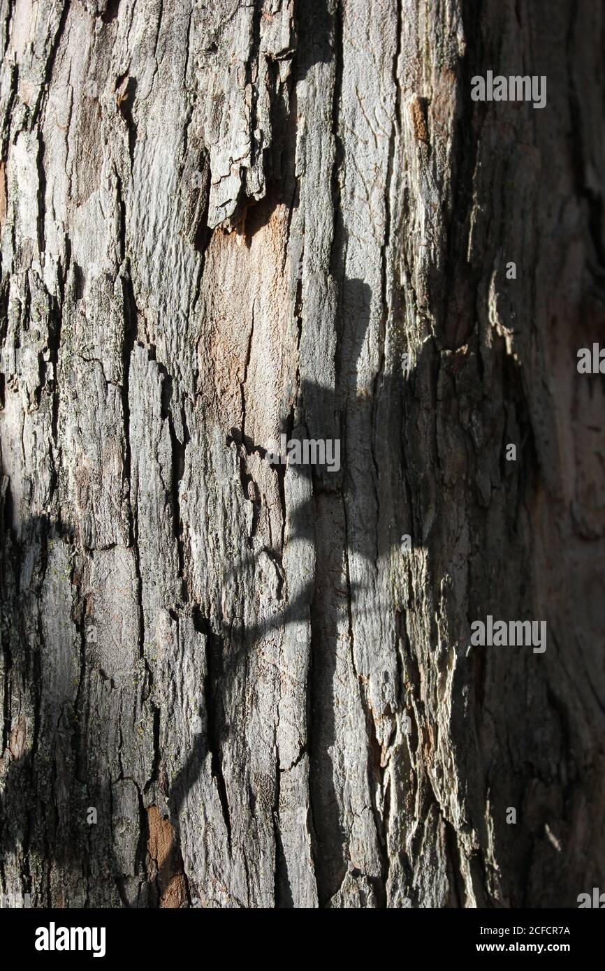 Gnarly old tree trunk trees hi-res stock photography and images - Alamy