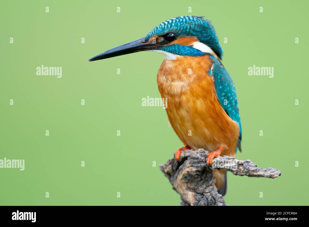 Closeup Kingfisher with orange feathers on chest and blue feathers on head and back sitting on branch isolated on green background Stock Photo