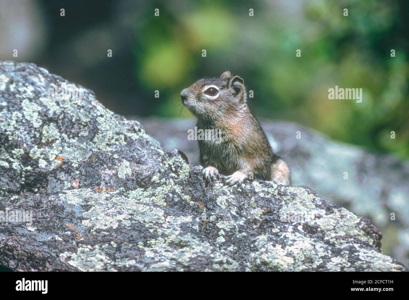 Golden-mantled Ground Squirrel (Callospermophilus lateralis), Rocky Mountain National Park Colorado. From original Kodachrome 64 transparency. Stock Photo
