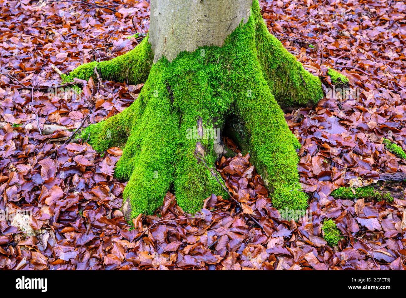 Ernst ludwig teich hires stock photography and images Alamy