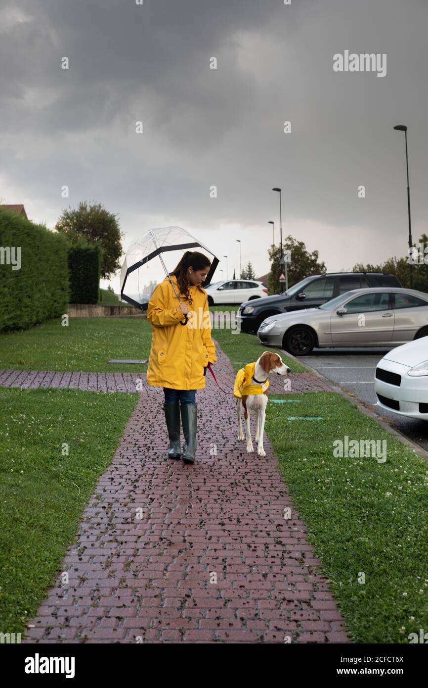 English Pointer Umbrella English Pointer Umbrella