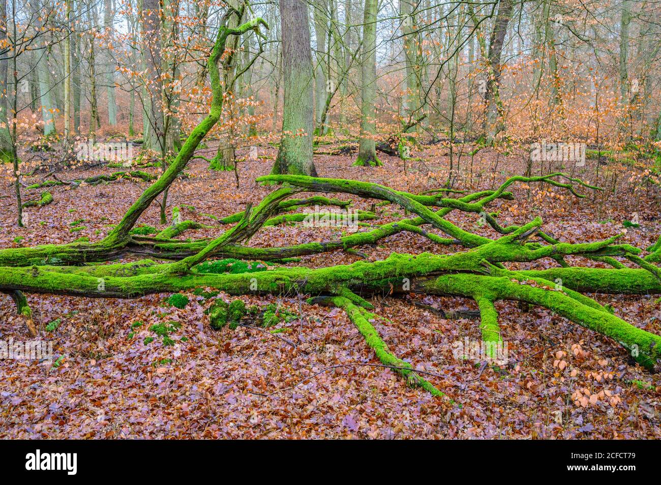 Ernst ludwig teich hires stock photography and images Alamy