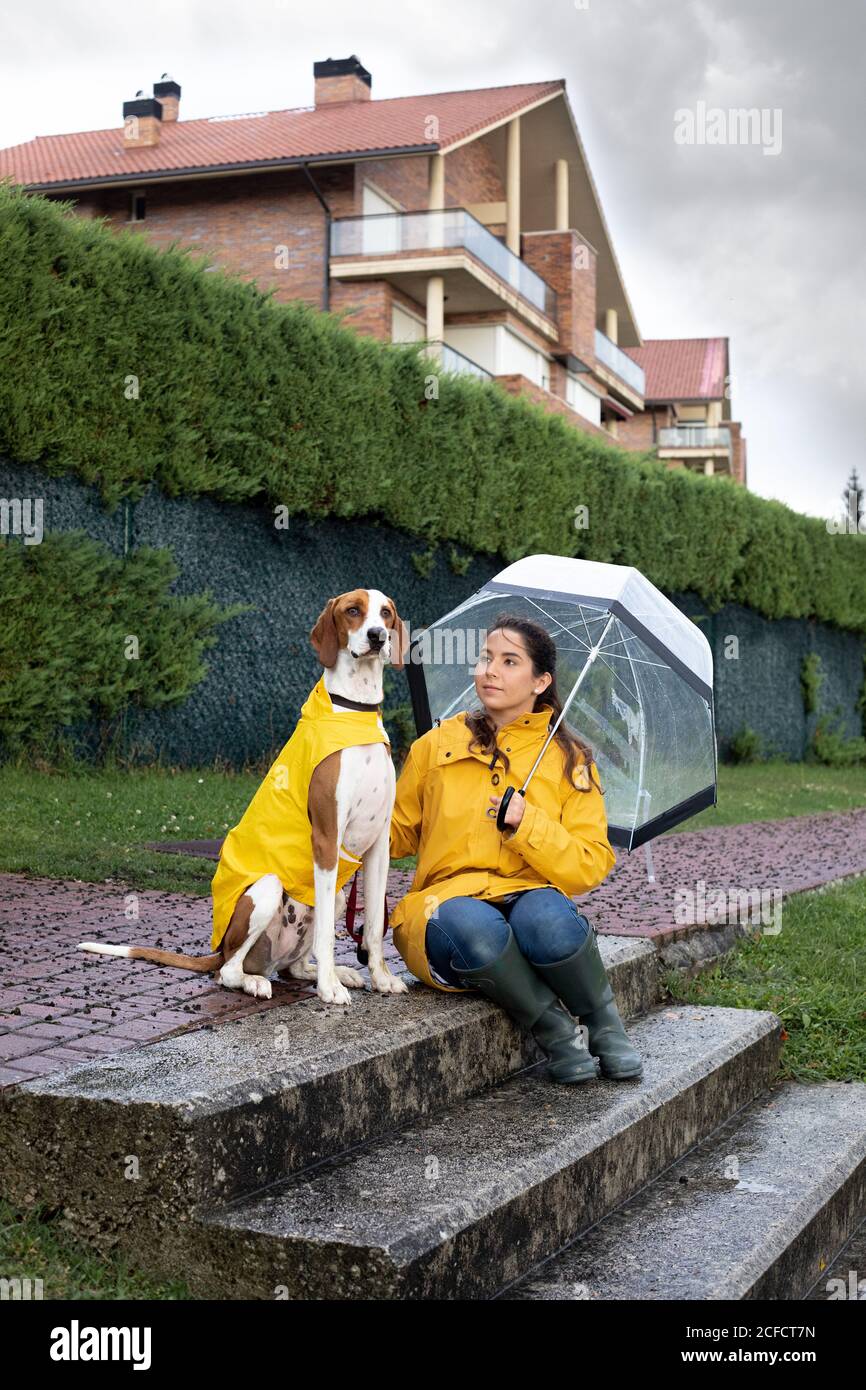 English Pointer Umbrella English Pointer Umbrella