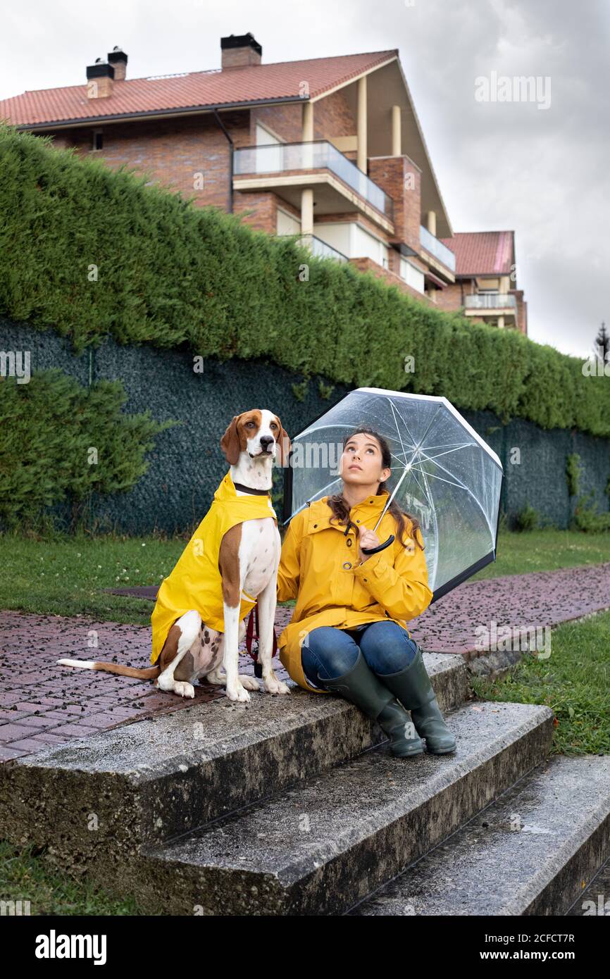 English Pointer Umbrella English Pointer Umbrella