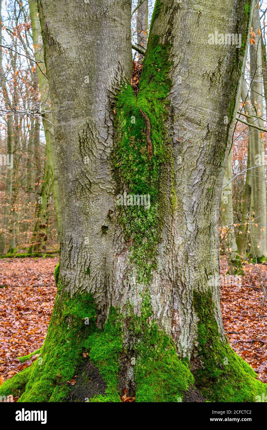 Ernst ludwig teich hires stock photography and images Alamy