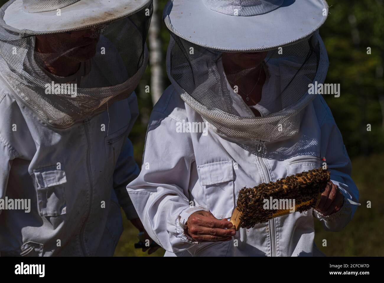 A beekeeping on the edge of the forest: everyday life of a beekeeper. Here a queen (wise man) of an offshoot bee colony is sought. 2 beekeepers Stock Photo