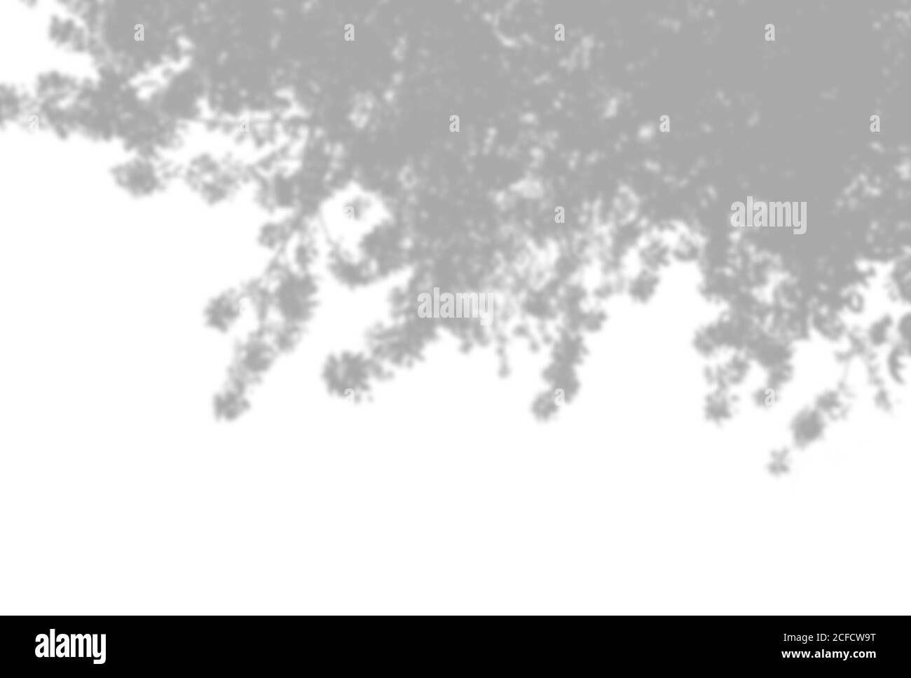 Summer background of plant shadows. Shadow of tree leaves on a white ...