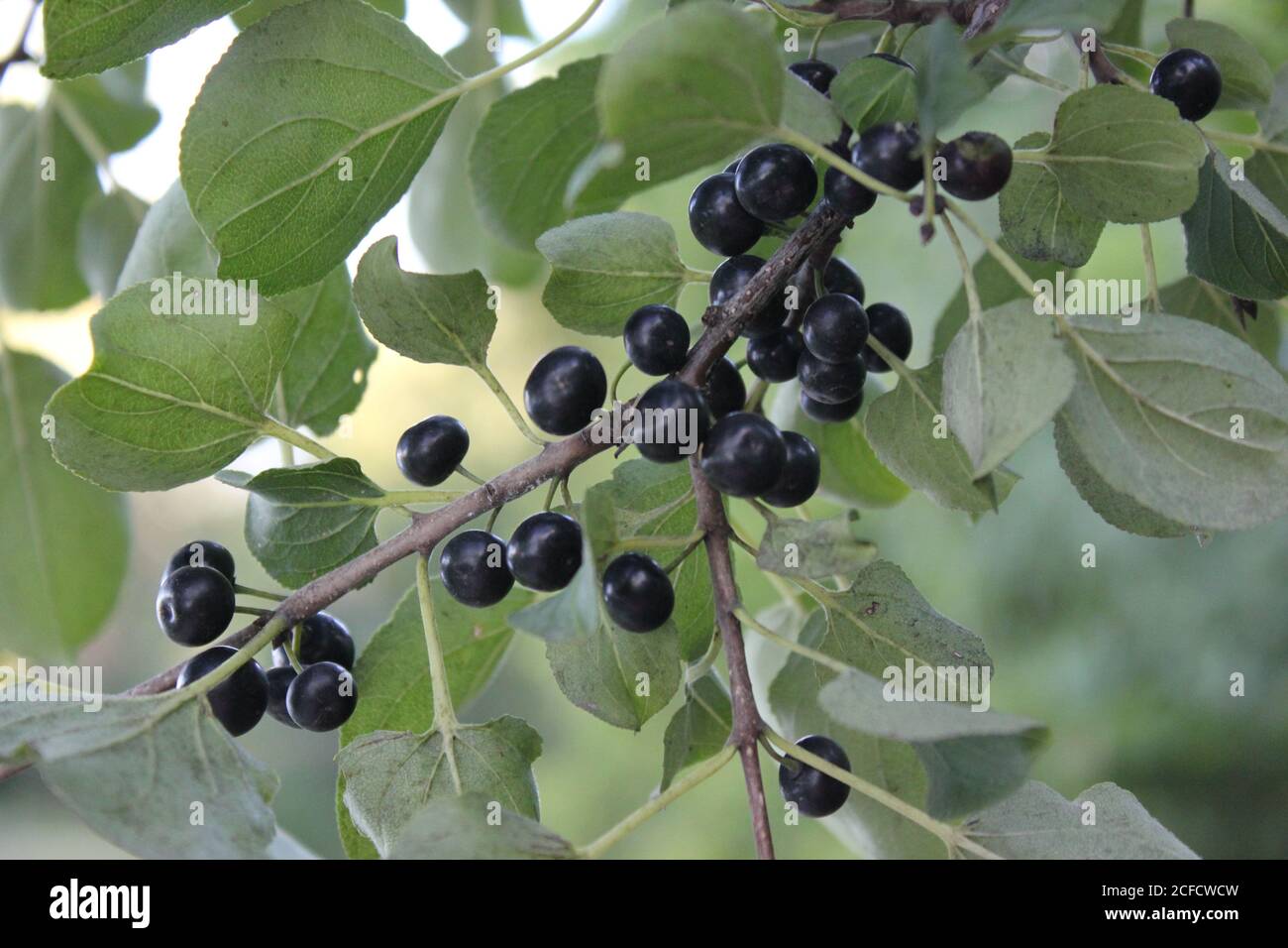 Common buckthorn, Frangula alnus, berries growing in Belleau Lake Cook County Forest Preserve in des Plaines, Illinois, USA. Stock Photo