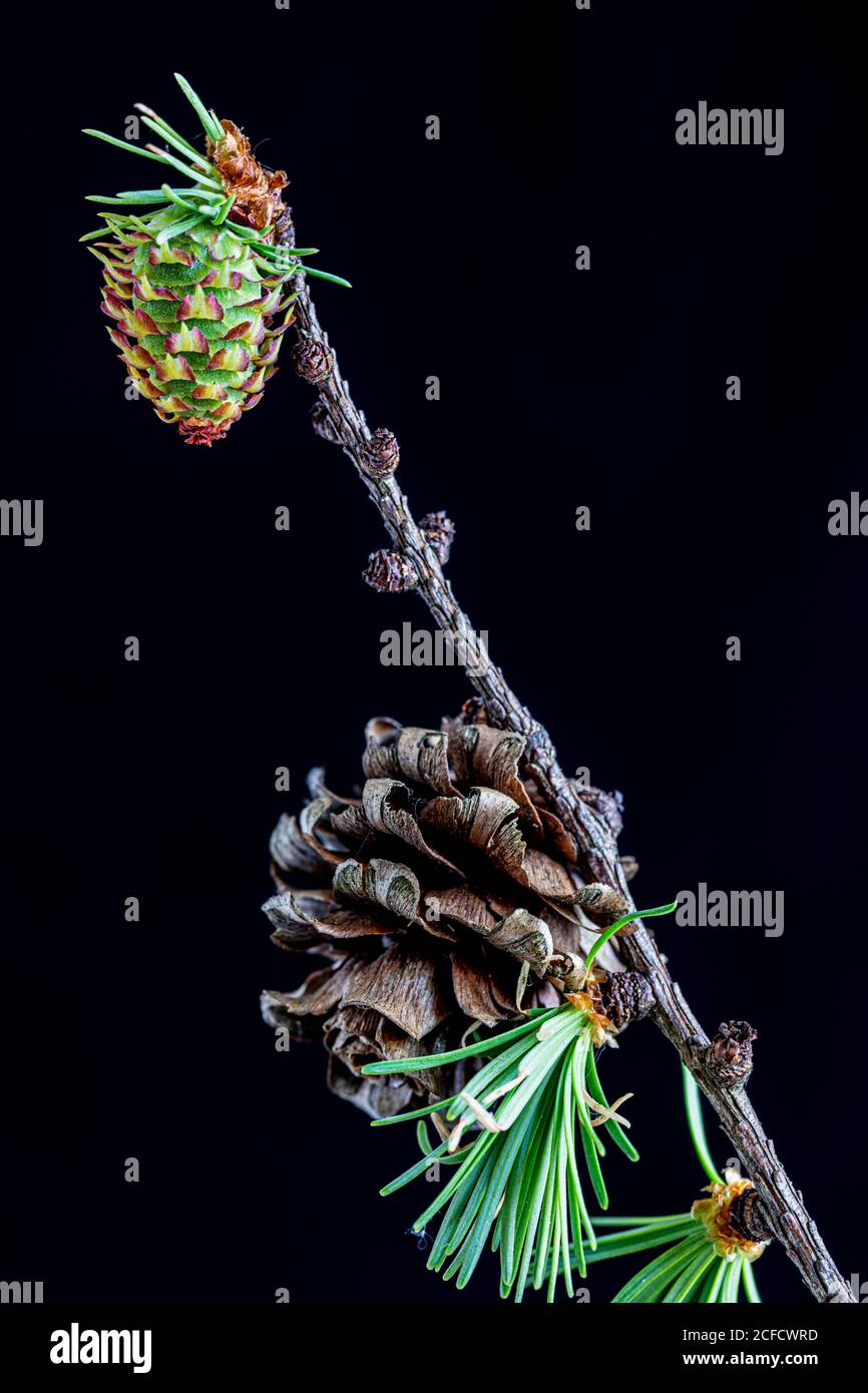 Larch, branch with cones, close-up Stock Photo
