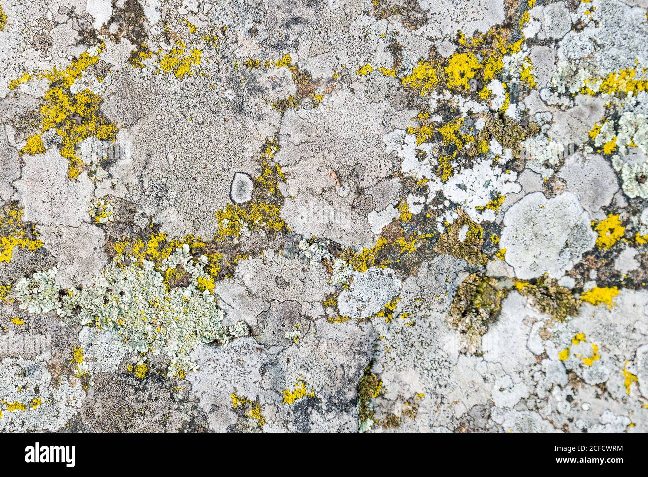 Mosses and lichens on stone, Smaland, Sweden Stock Photo
