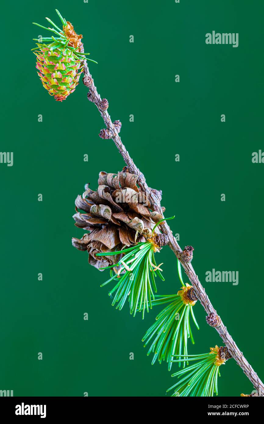 Larch, branch with cones, close-up Stock Photo