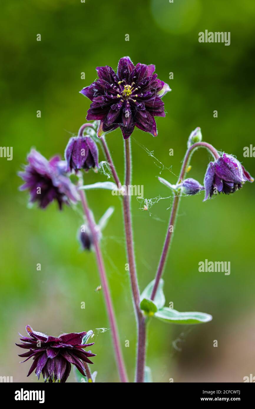 Aquilegia vulgaris hybrid 'Black Barlow', stuffed columbine, close-up Stock Photo