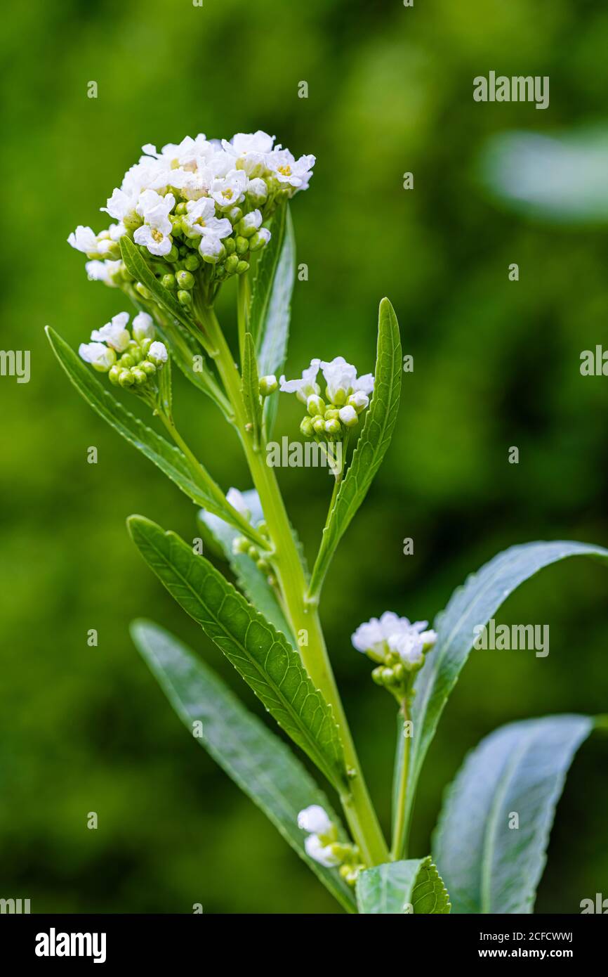 Horseradish, Armoracia rusticana, flower Stock Photo Alamy