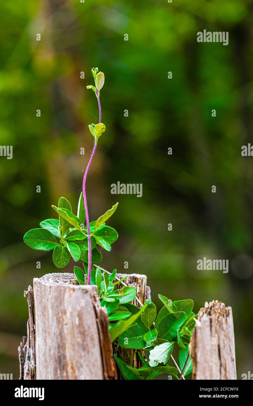 Wooden stake, plant shoots Stock Photo Alamy