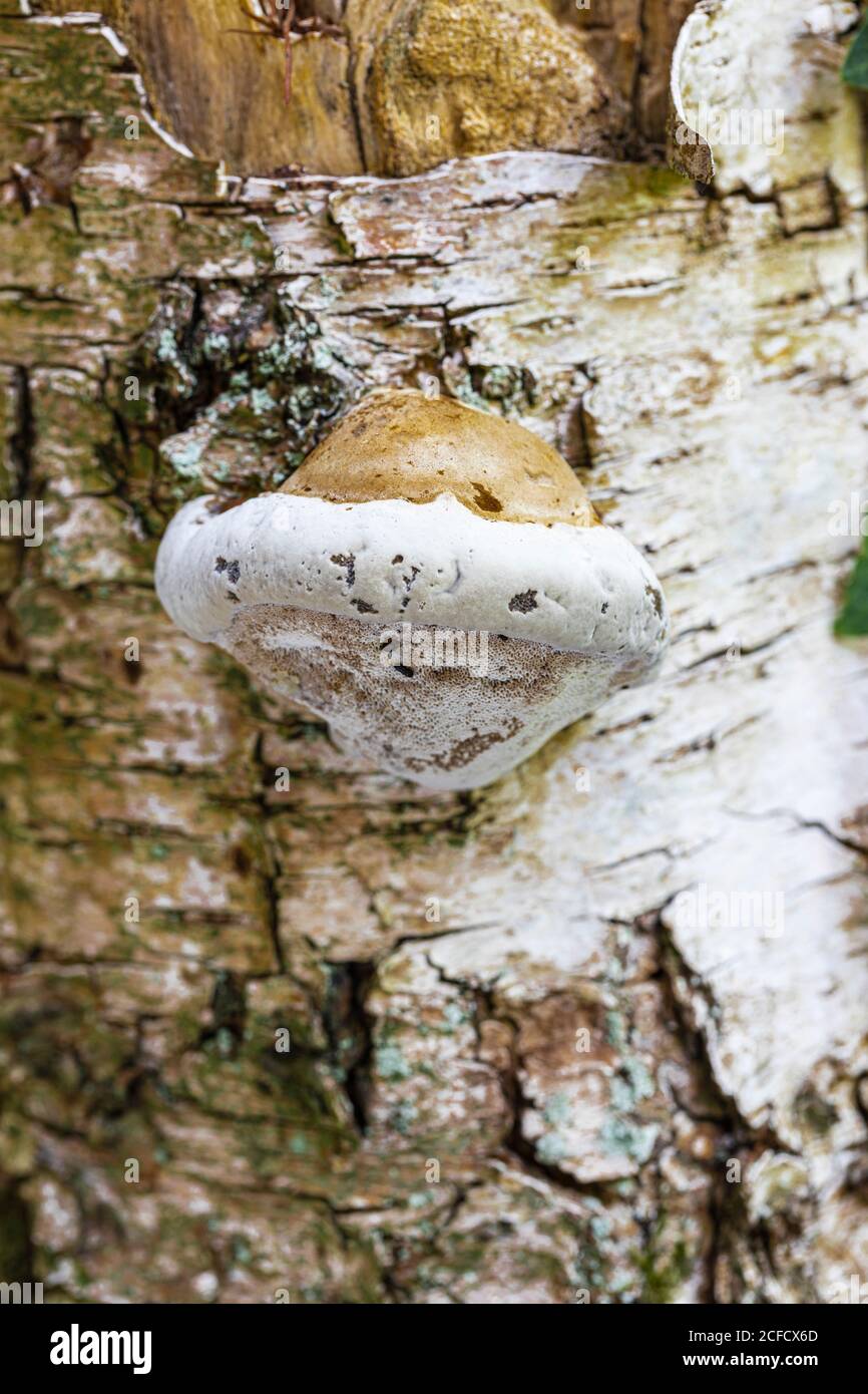 Birch Porling, Piptoporus betulinus, on tree trunk Stock Photo
