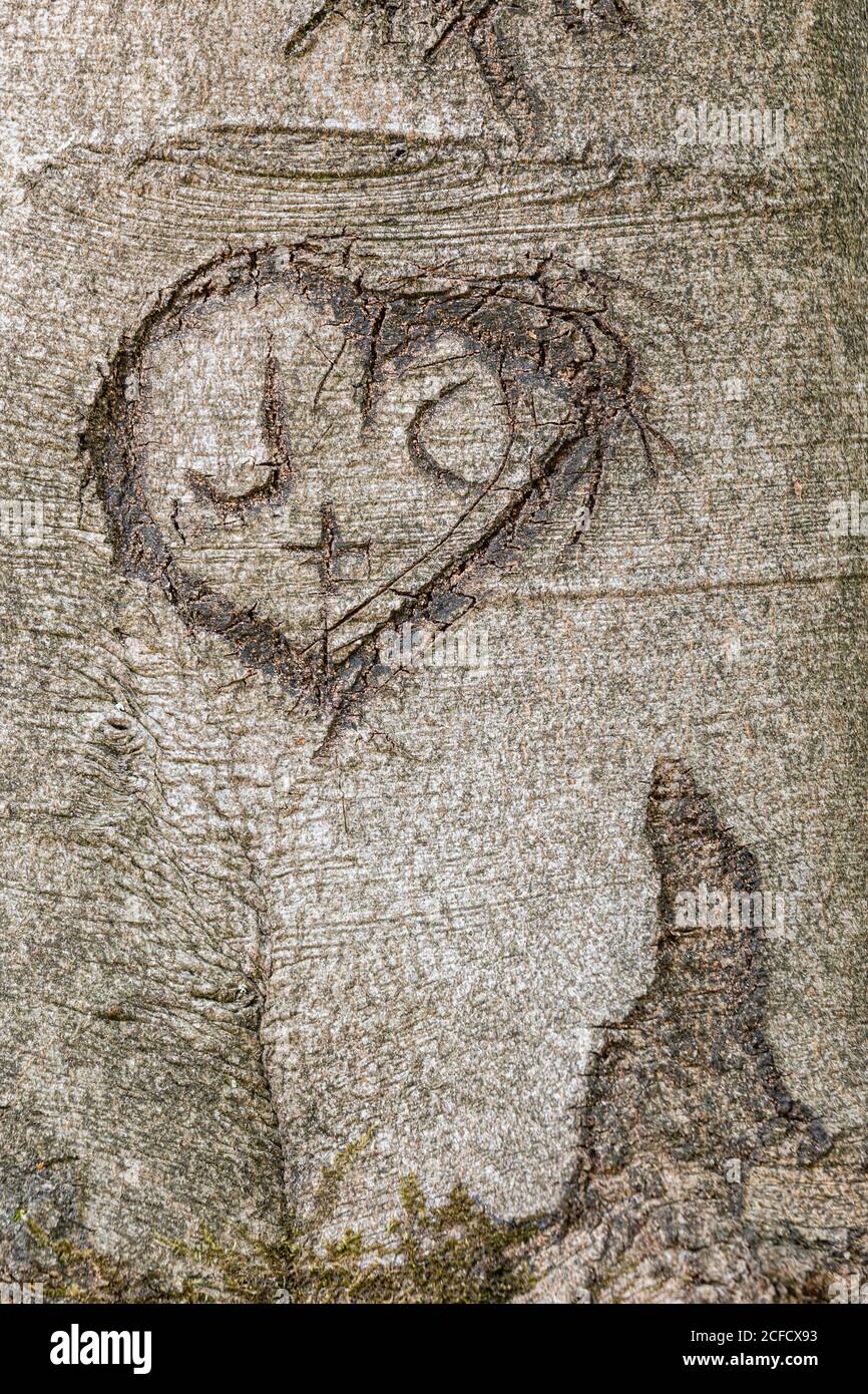 Heart and initials carved in a tree trunk Stock Photo