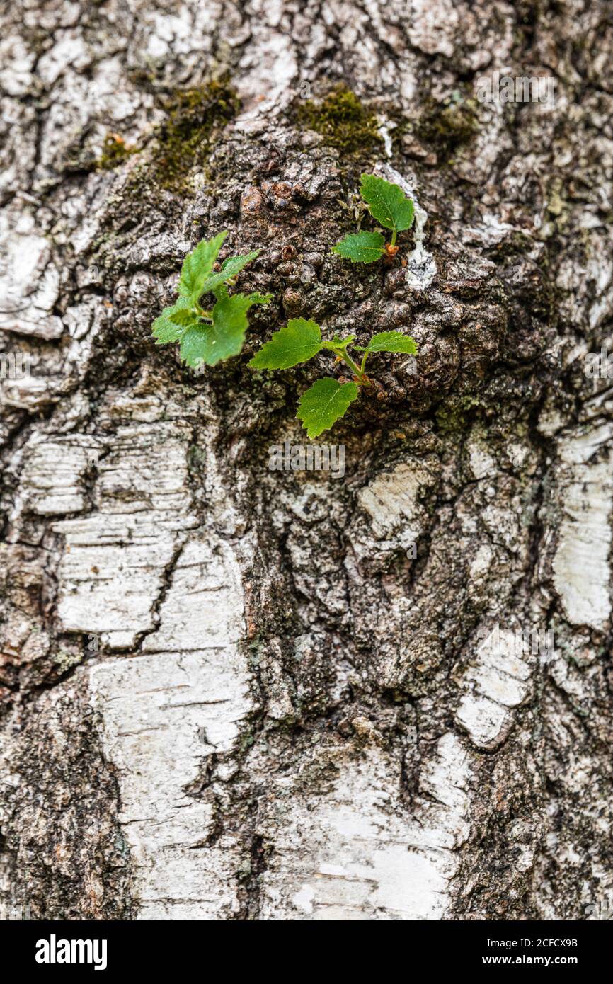 Tree trunk with young shoots, birch Stock Photo