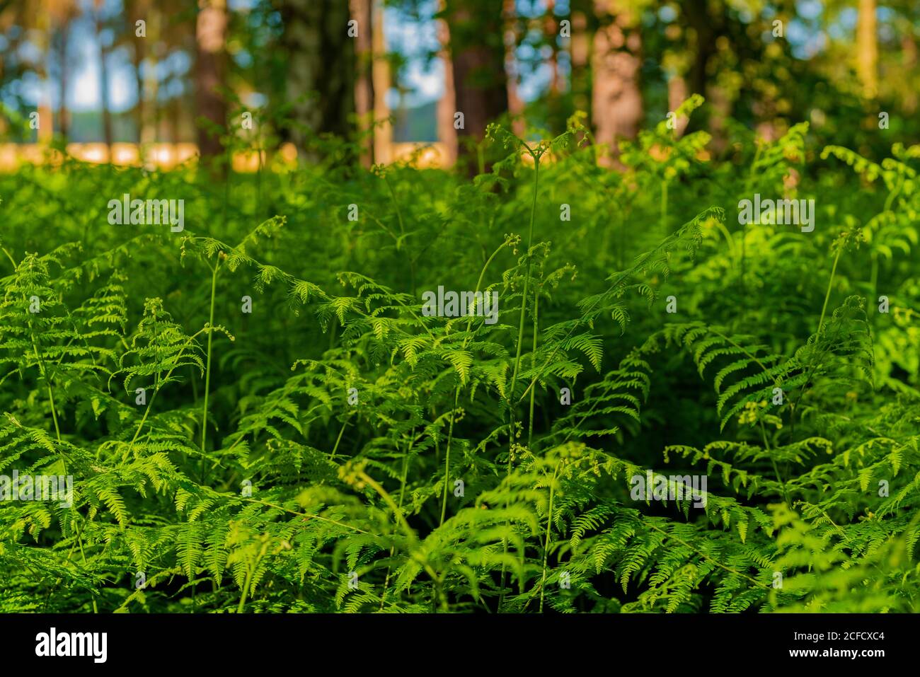 Green fern in the summer in the forest hi-res stock photography and ...