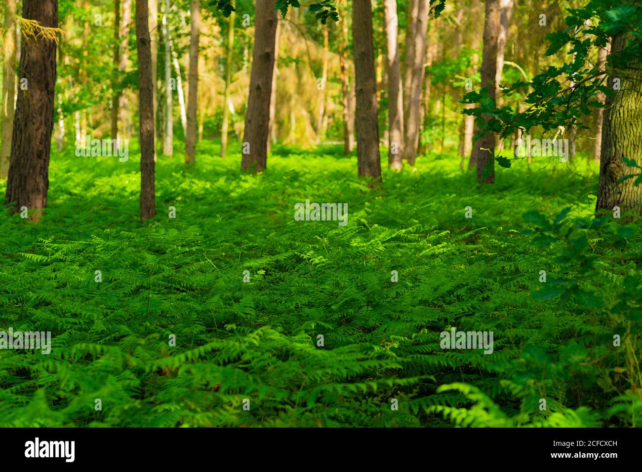 Species of ferns hi-res stock photography and images - Alamy