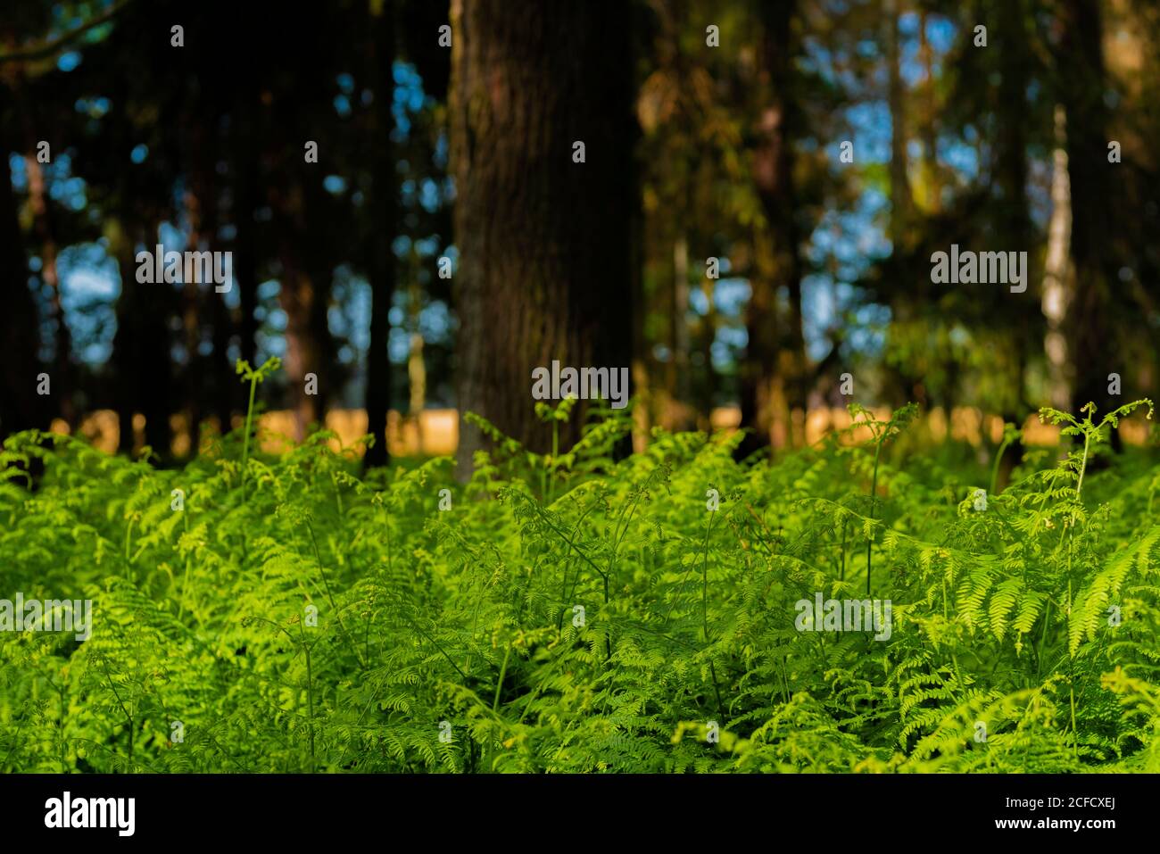 Green fern in the summer in the forest hi-res stock photography and ...