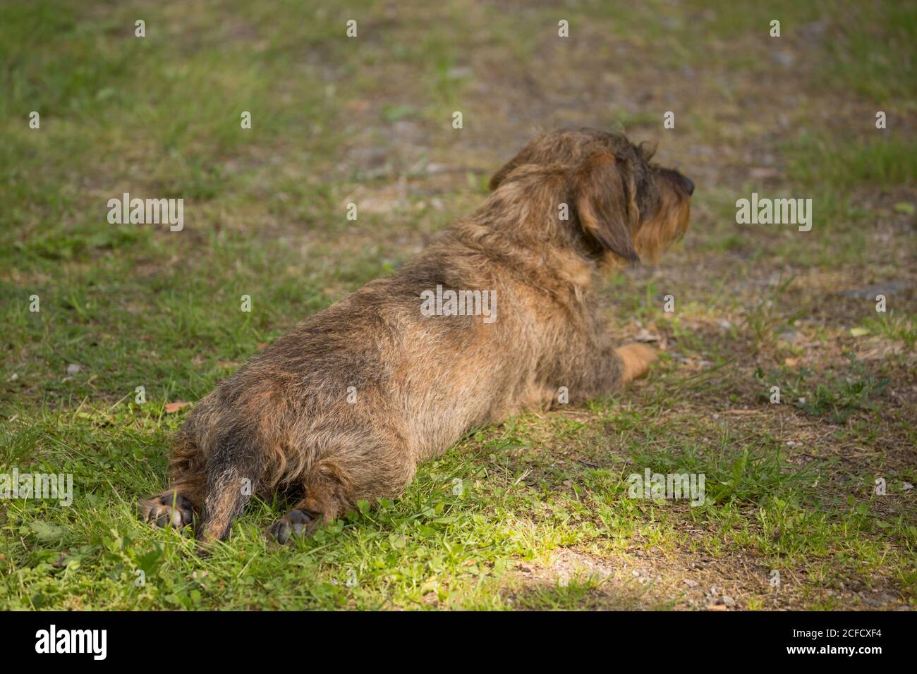 Coarse Haired Dachshund lying in the shade, hot weather Stock Photo