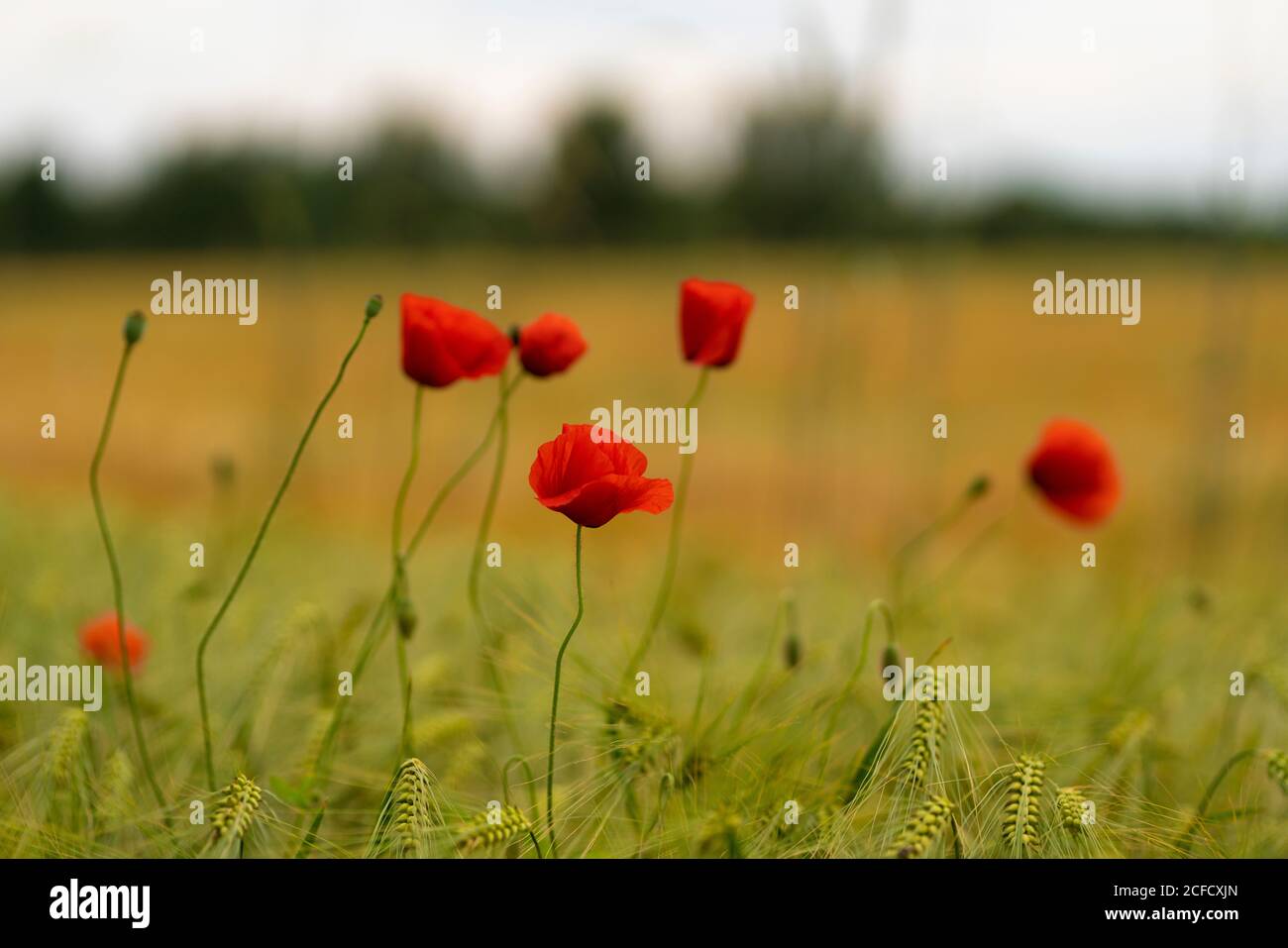 more poppies in a corn field with a beautiful lens blur Stock Photo