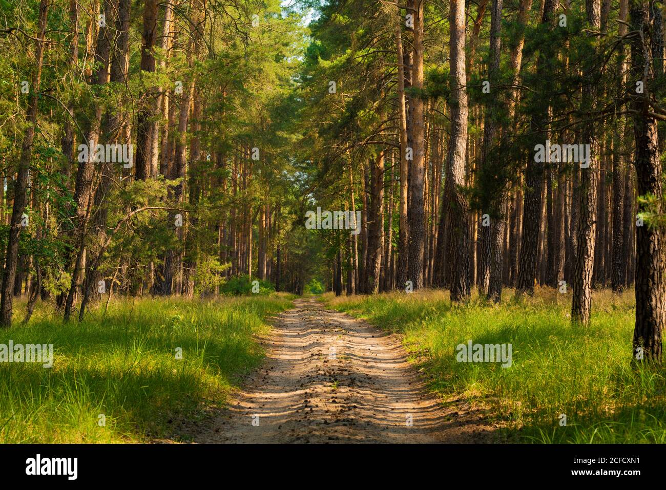 Sand Road In Forest High Resolution Stock Photography and Images - Alamy