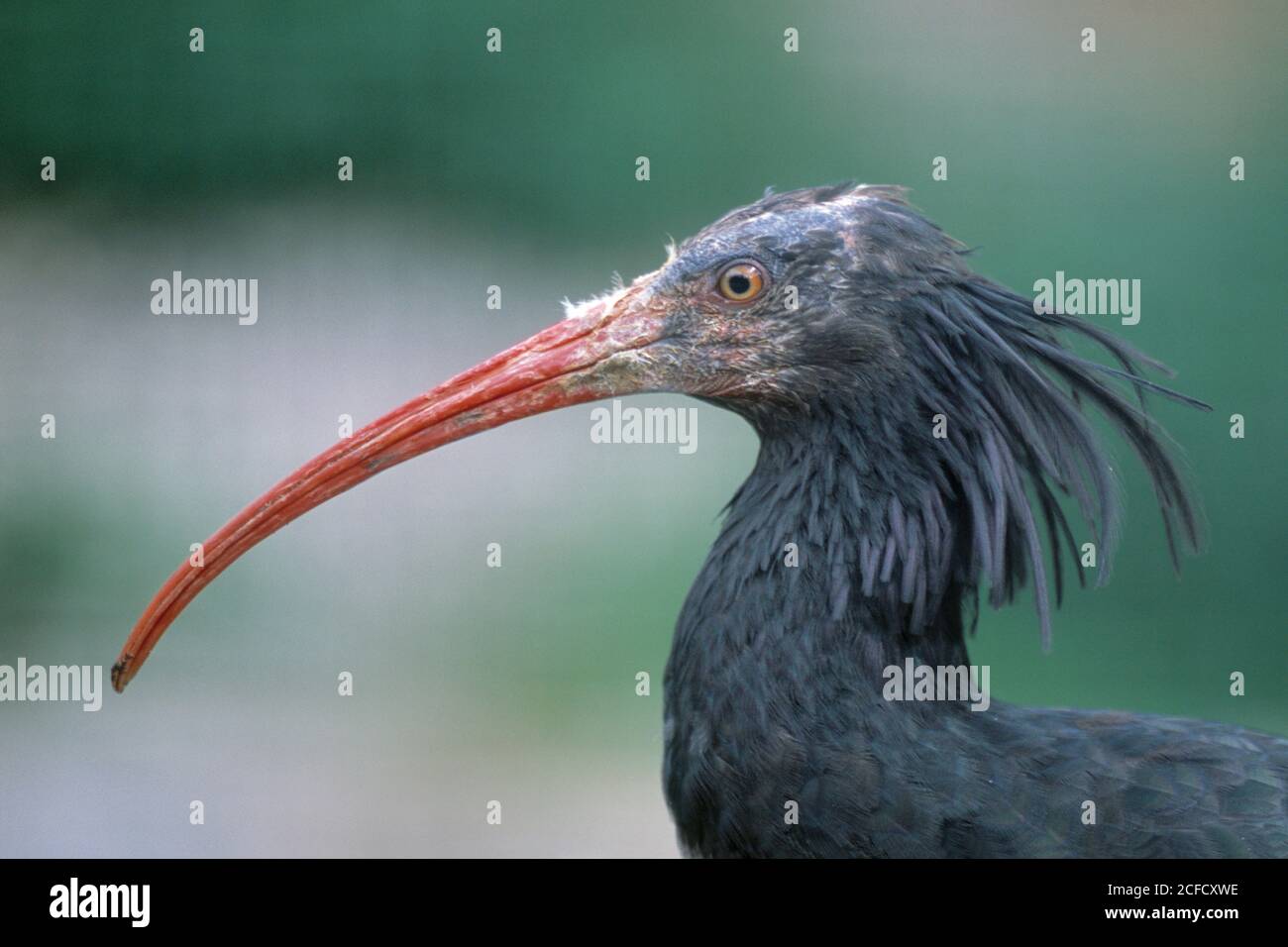 Head of a bald ibis (Geronticus eremita) in the zoo Stock Photo