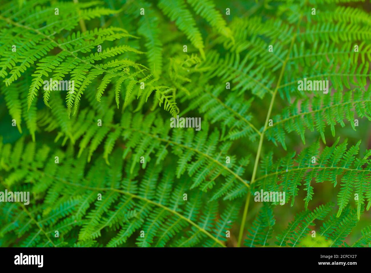 Green fern in the summer in the forest hi-res stock photography and ...