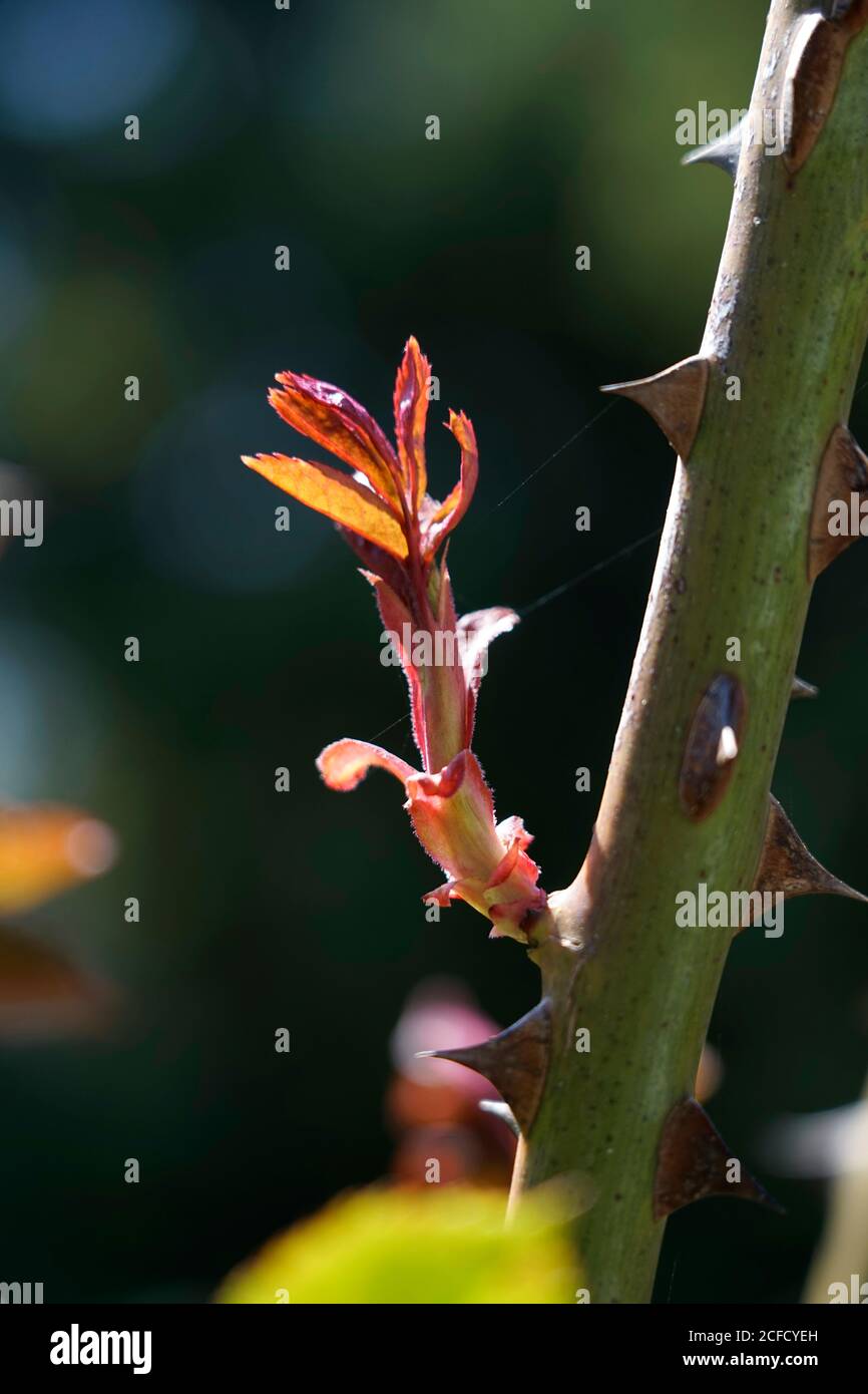 Germany, Bavaria, Rose, Zweig, first shoot in spring, spring awakening, detail Stock Photo