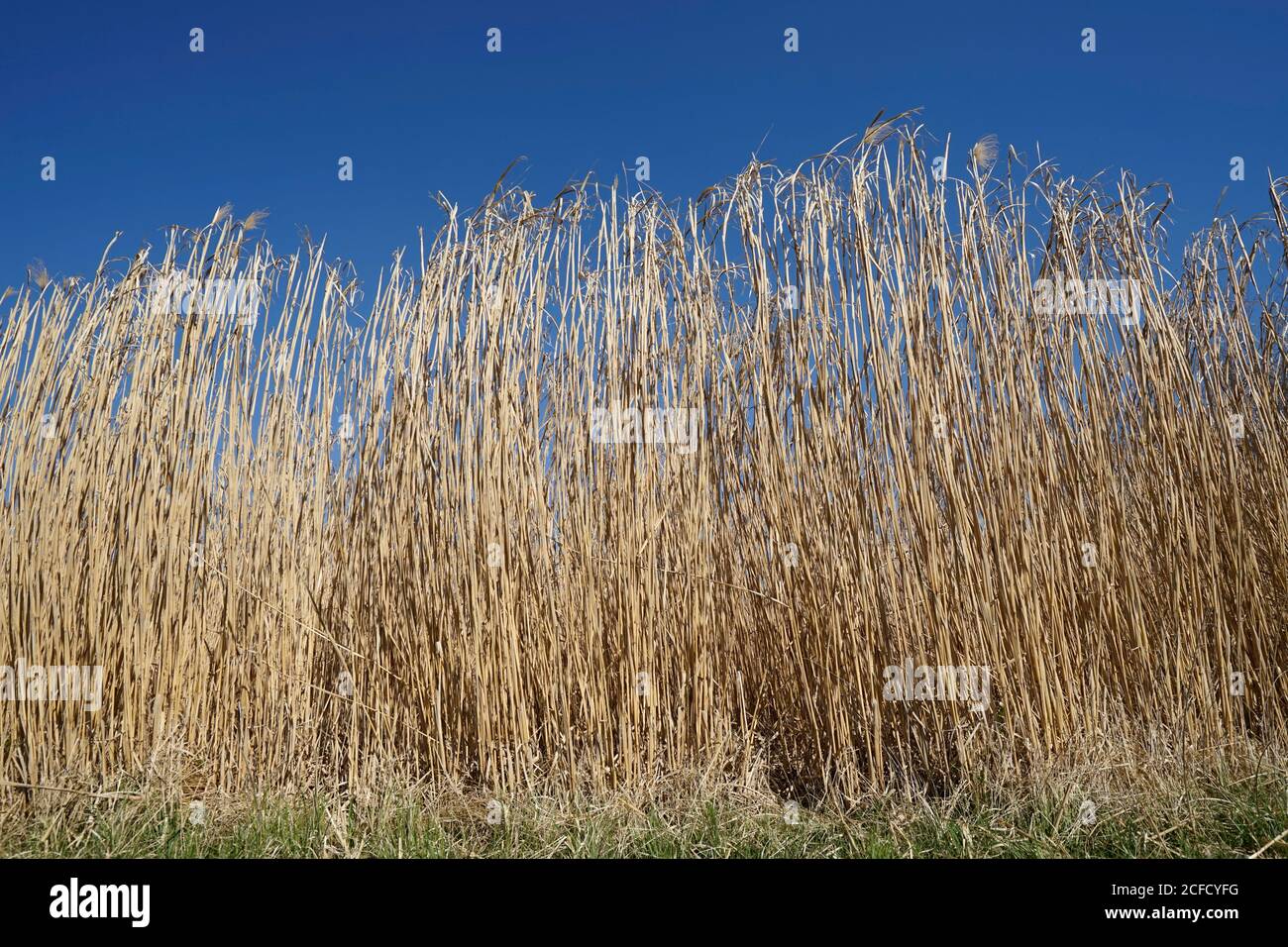 Germany, Bavaria, Upper Bavaria, Altötting district, giant Chinese reed, elephant grass, before harvest Stock Photo