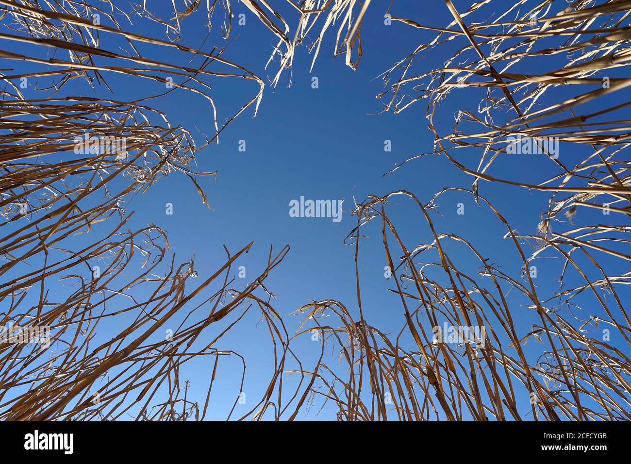 Germany, Bavaria, Upper Bavaria, Altötting district, elephant grass, giant Chinese reeds, blue sky, low angle shot Stock Photo