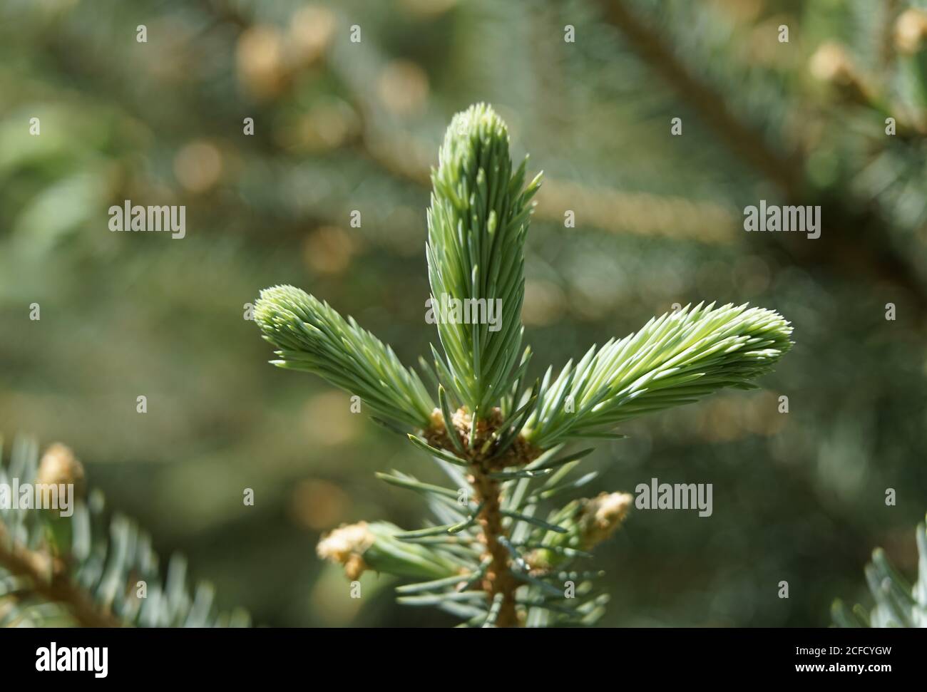 Germany, Bavaria, Upper Bavaria, blue spruce, Picea pungens, branch, first shoot in spring, detail Stock Photo