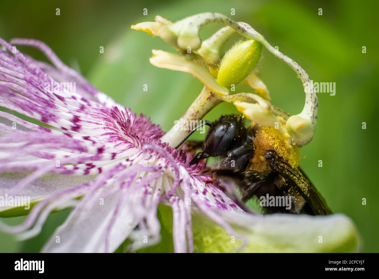 An Eastern Carpenter Bee works hard to pollinate a Purple Passionflower