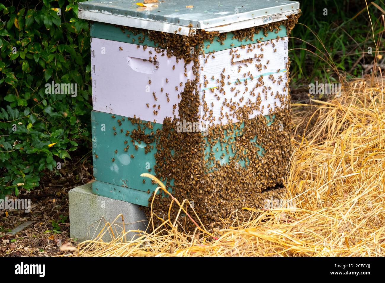 Bee Bearding Hi Res Stock Photography And Images Alamy