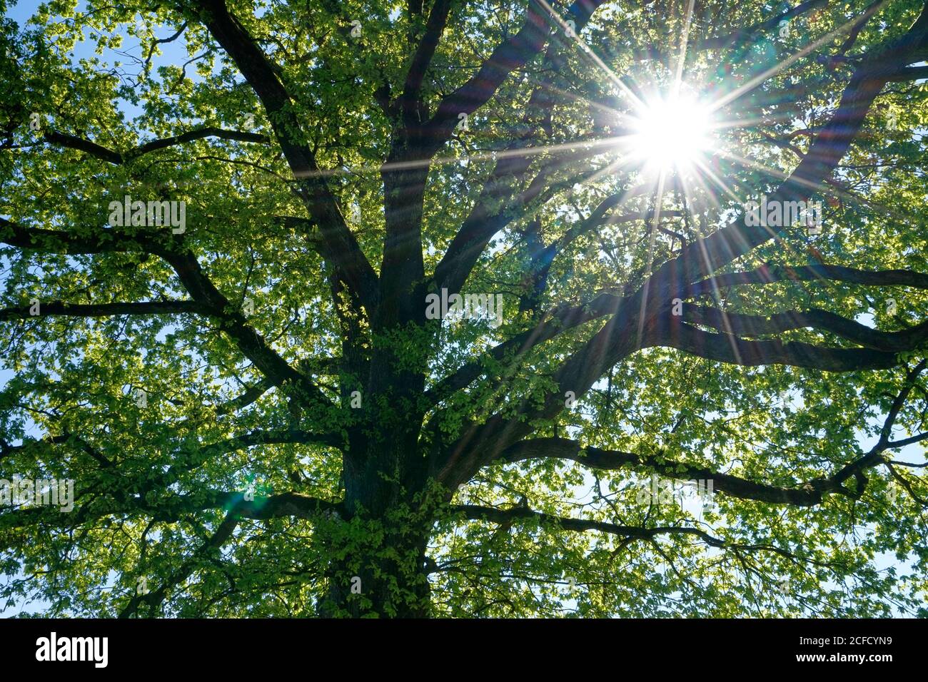 Green top leaf leaves branches hi-res stock photography and images - Alamy