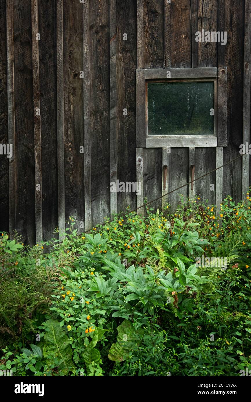 Green growing plants and vegetation are growing near a barn window Stock Photo