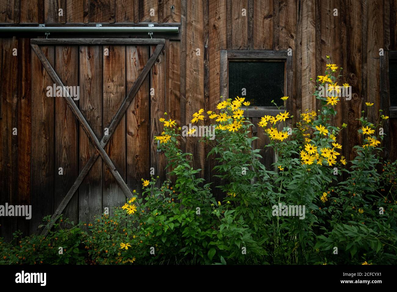 Colorful yellow black eyed Susan flowers are growing near a rustic barn door Stock Photo