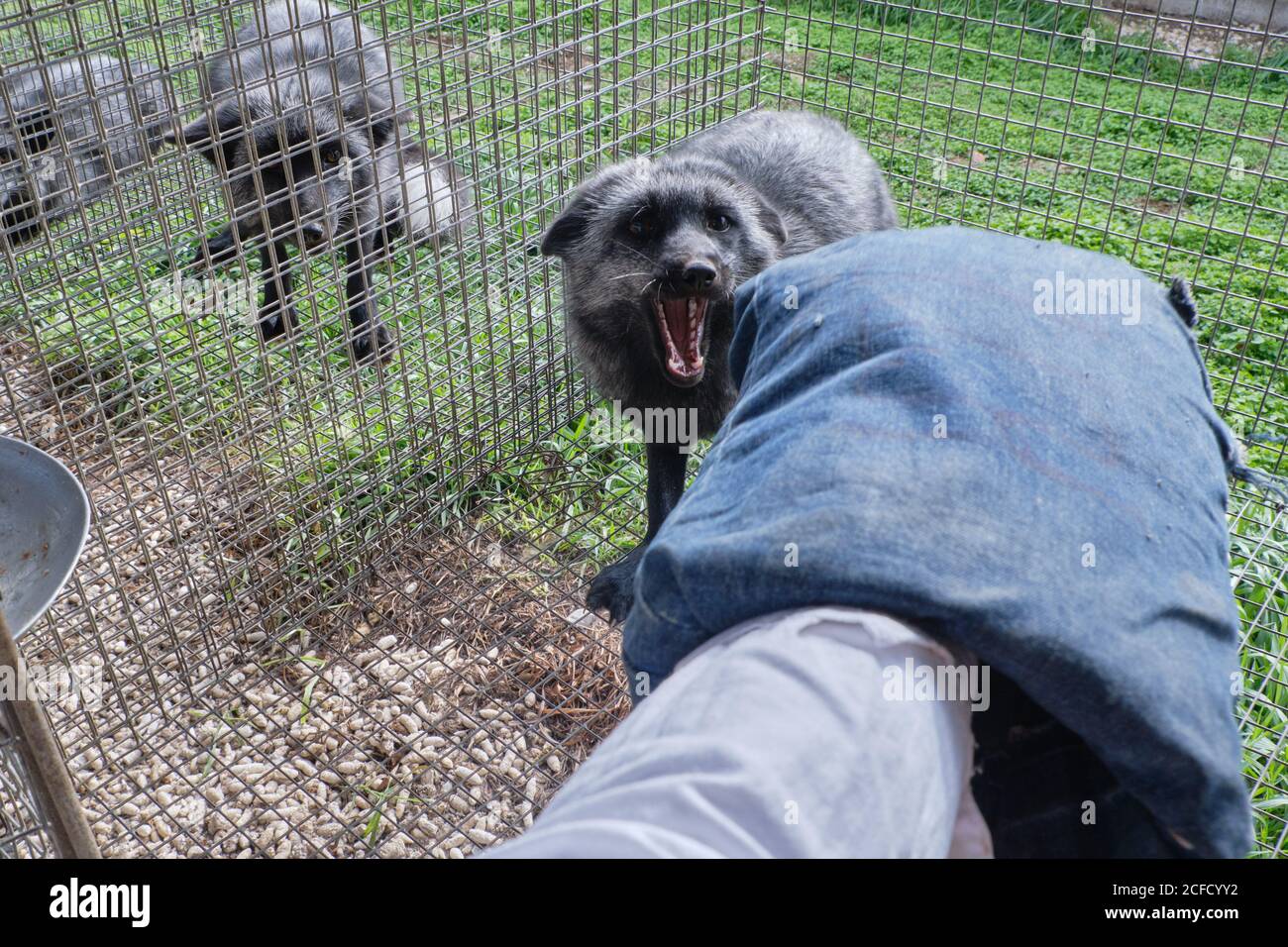 Aggressive fox attacks human hand Stock Photo - Alamy