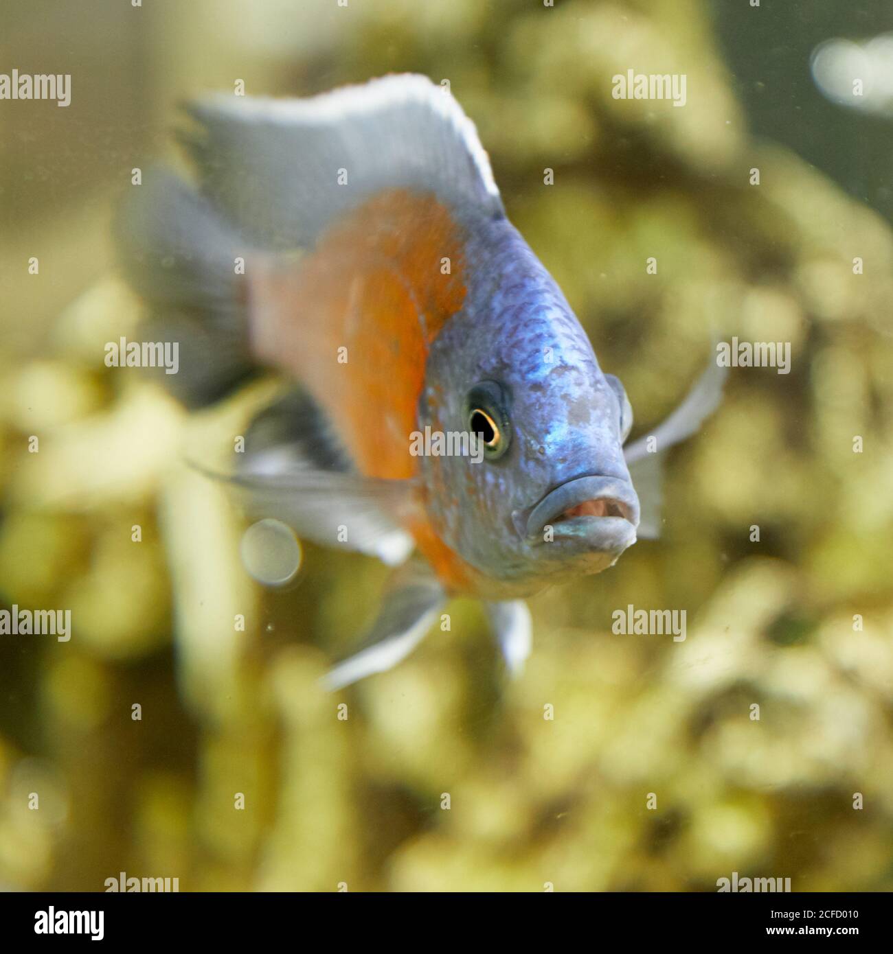 Underwater image of tropical fish. Tropical cichlids in aquarium. Stock Photo