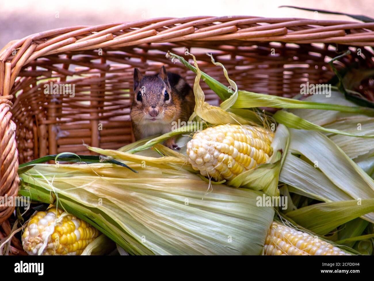 Chipmunk on porch hi-res stock photography and images - Alamy