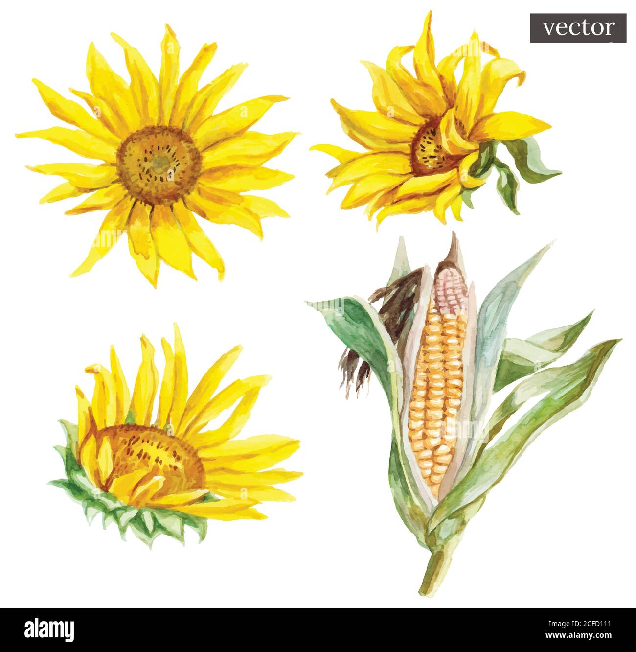 Set of vector watercolor painted sunflowers and corn, isolated on white background. Stock Vector