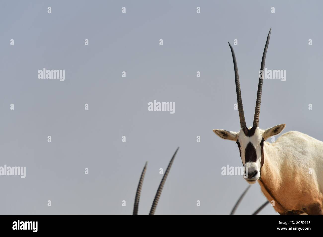 Oryx up close hi-res stock photography and images - Alamy