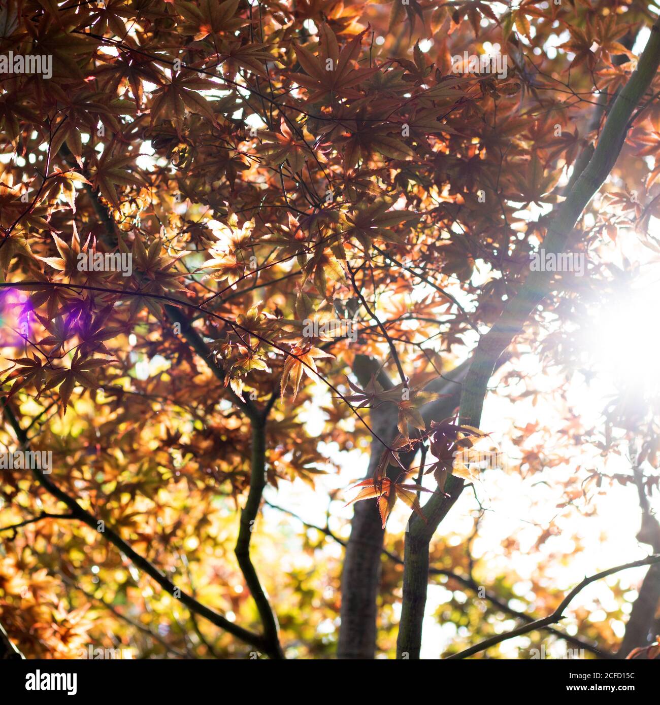 Maple tree in the garden Stock Photo - Alamy