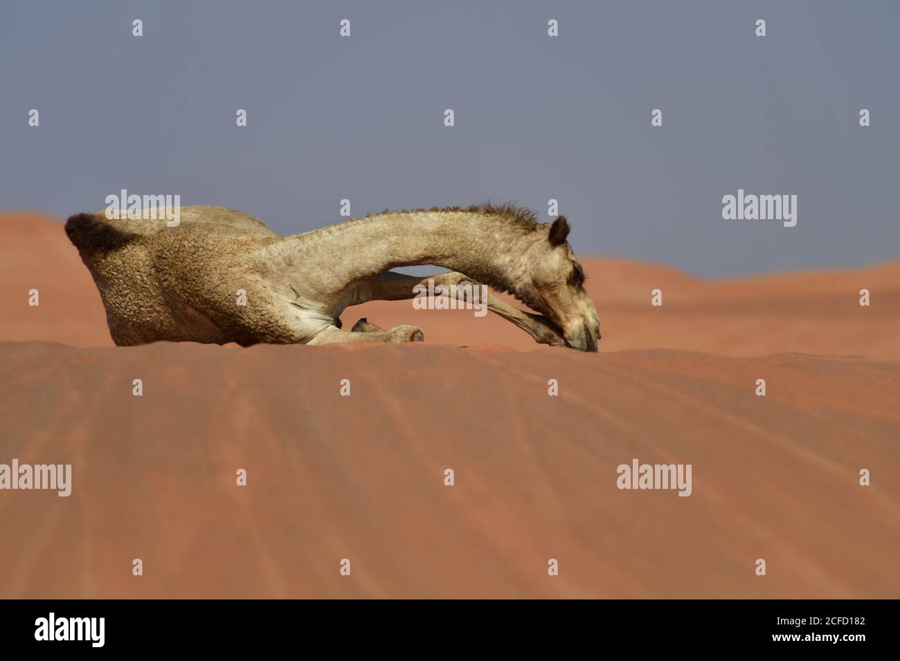 Arabian Camel (dromedary) resting & exhibiting their capabilities of surviving in the harsh desert landscapes of the Arabian Peninsula landscape. Stock Photo