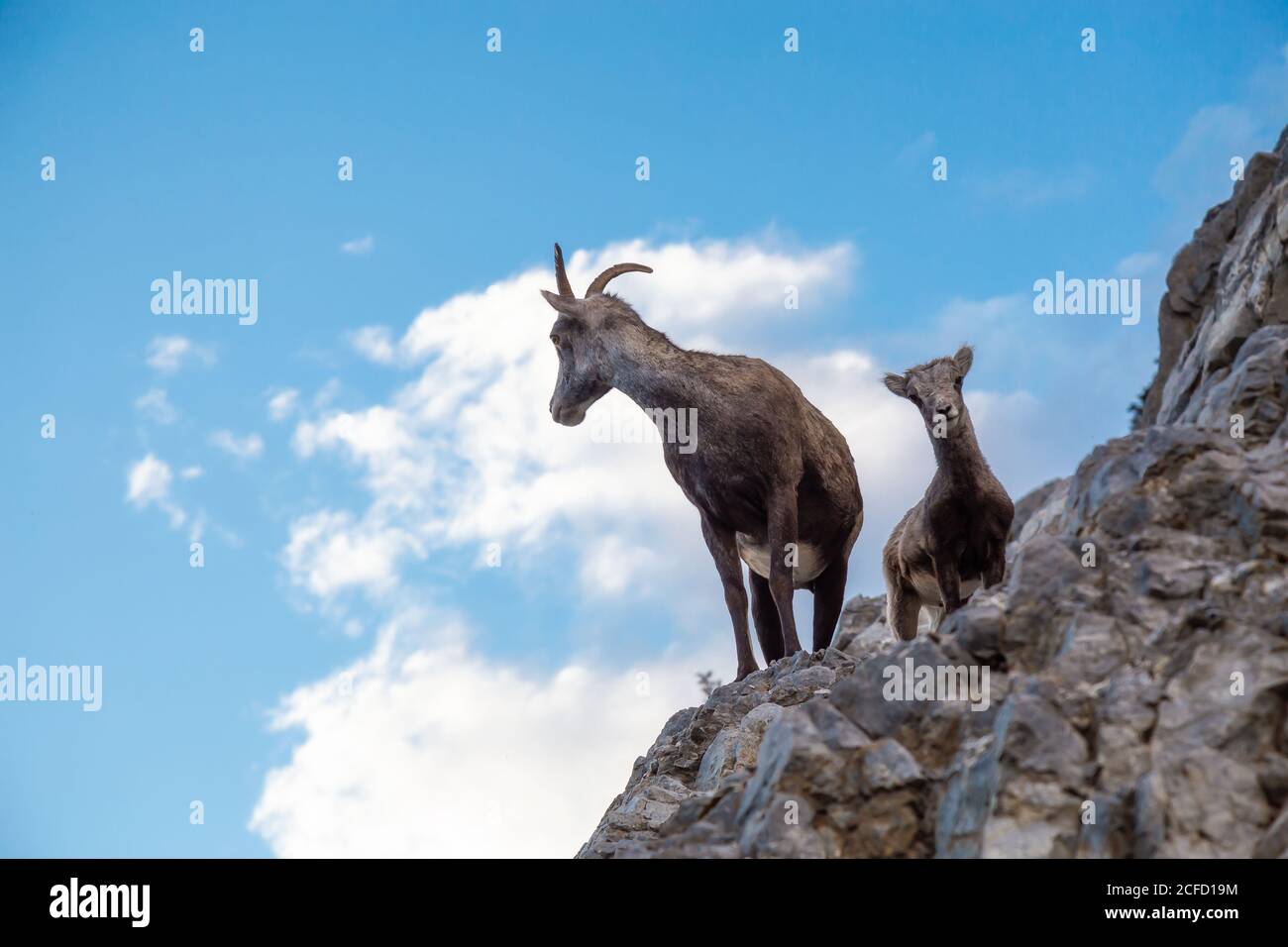 Mountain Sheep on a Rocky Cliff. Mother and her Baby Stock Photo - Alamy